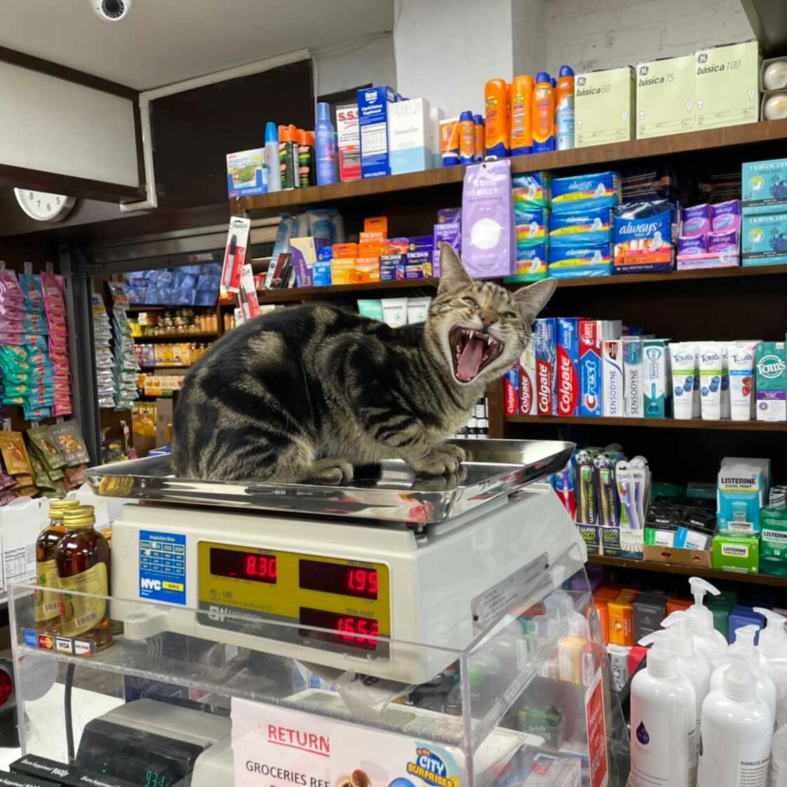 Bodega Cats tweet media