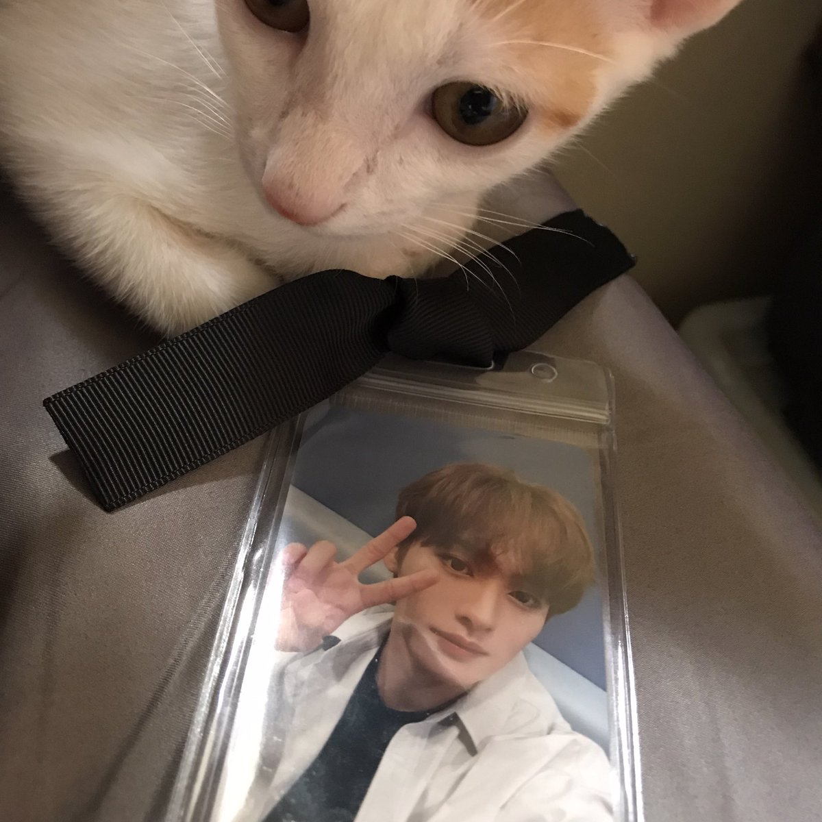 ivesual's tweet photo. #PetsForLeeKnow https://t.co/kbx6XfiyKA