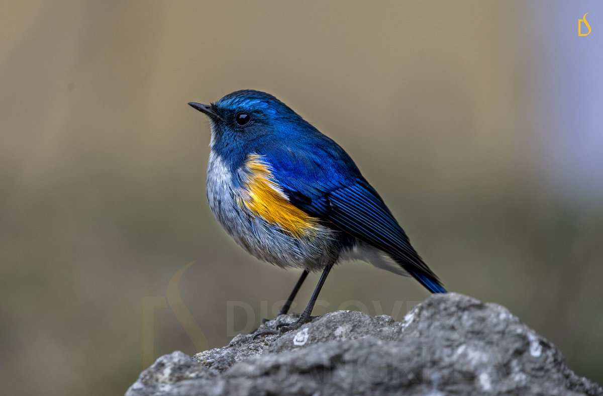 JambeyDondu's tweet photo. #AssetsOfTawang
The gorgeous Himalayan bluetail also known as Orange-flanked bush - robin an small passerine and insectivorous bird in its winter habitat, in Tawang District, Arunachal Pradesh, India. 😍😍😍
#Indiaves @sanshali1 #birds #ShangrilaCalling #highlandRambler https://t.co/8CyQb3p1Fl