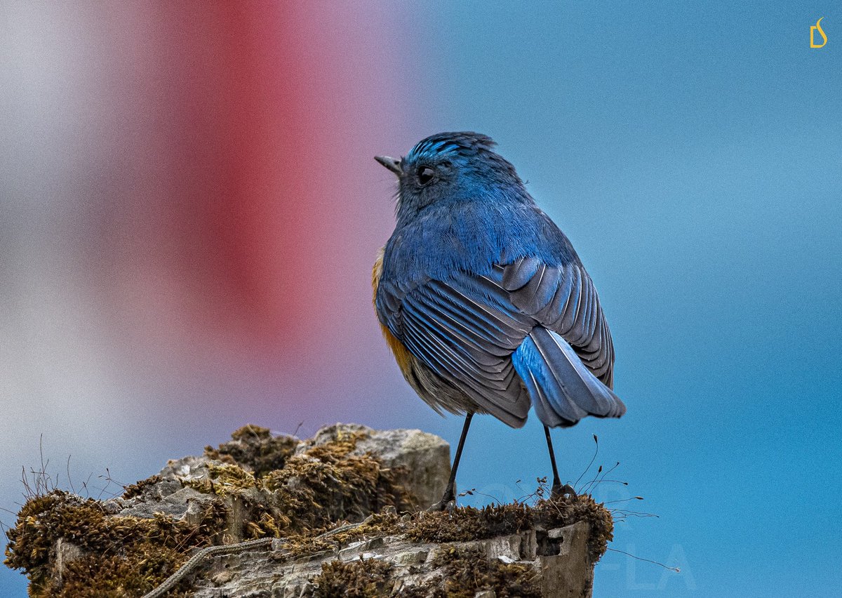 JambeyDondu's tweet photo. #AssetsOfTawang
The gorgeous Himalayan bluetail also known as Orange-flanked bush - robin an small passerine and insectivorous bird in its winter habitat, in Tawang District, Arunachal Pradesh, India. 😍😍😍
#Indiaves @sanshali1 #birds #ShangrilaCalling #highlandRambler https://t.co/8CyQb3p1Fl