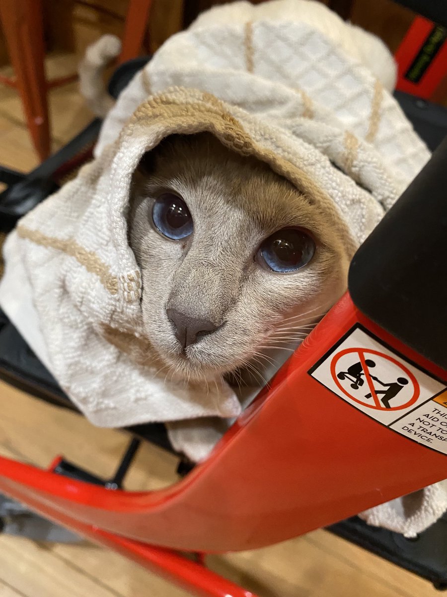 seaglass_sister's tweet photo. #cats #catsoftwitter #siamese #lilacpoint my Lovey playing peekaboo on my walker with a dish towel 🤣🥰 https://t.co/H4Ng0MrH6Y