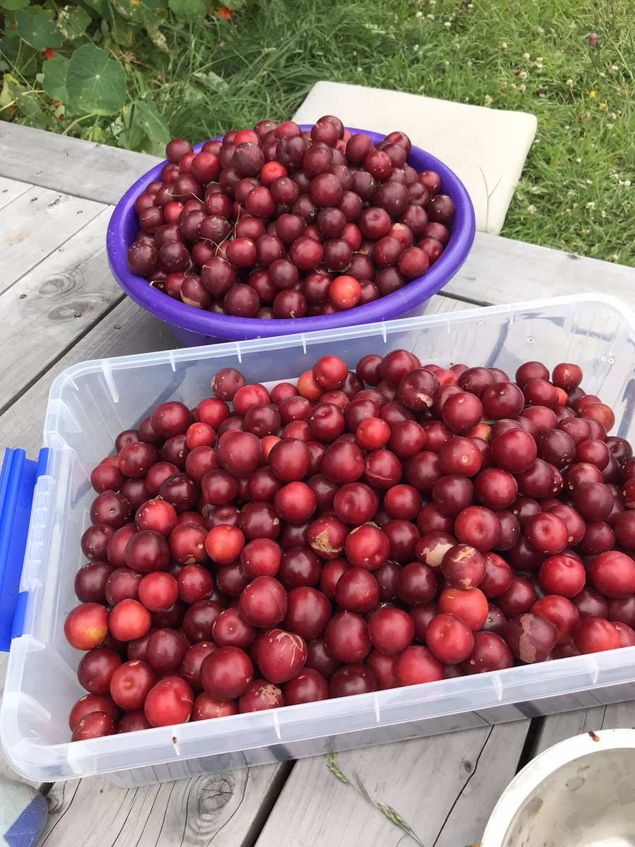 kittyruth's tweet photo. @AbbyOtago *lots* of plums if you’re still on the hunt! https://t.co/ABt7erqQC9