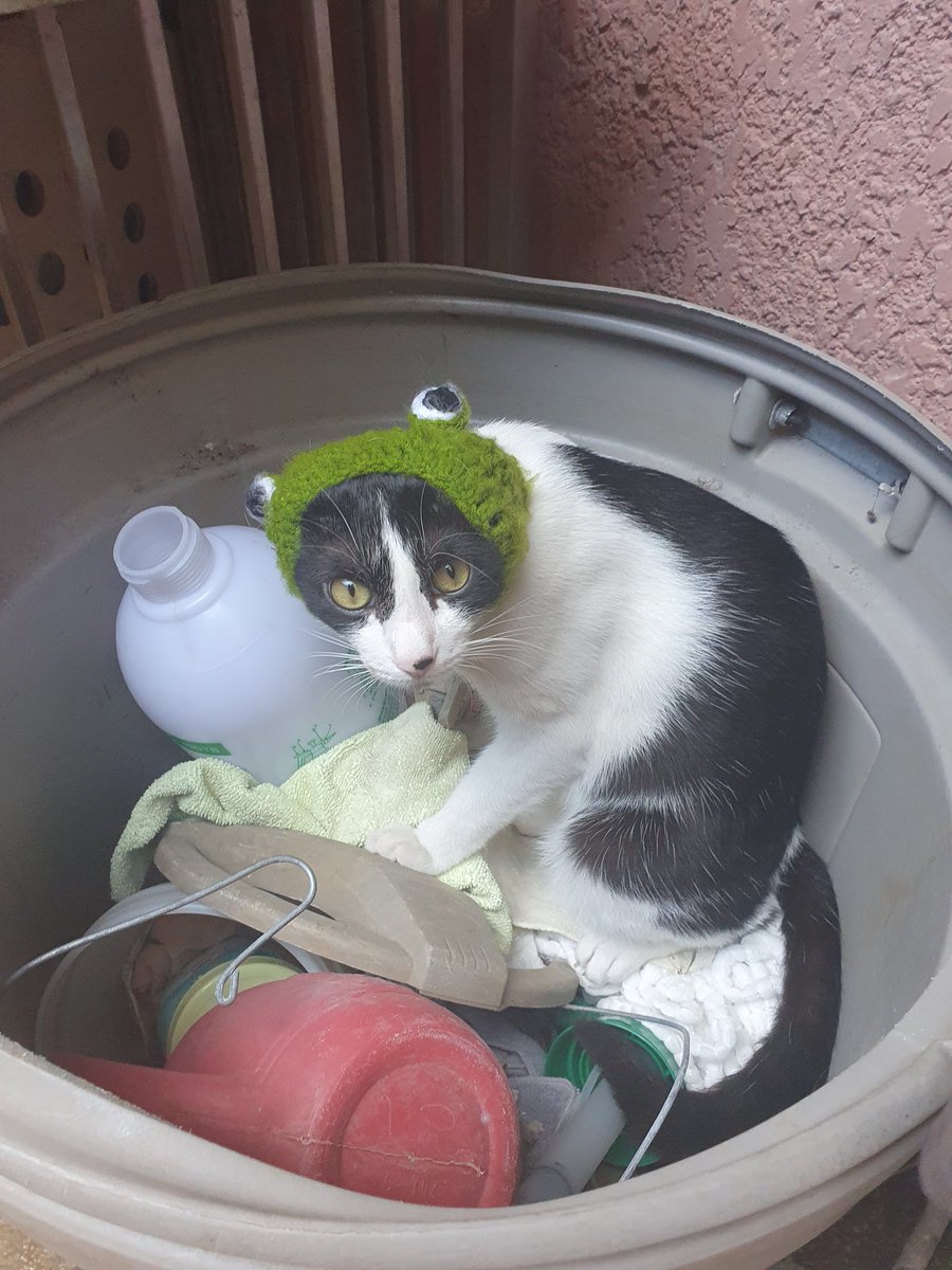 andilikecat's tweet photo. So...I got a frog in the storage bin, what should I do? 🐸 https://t.co/IU0cWDTsT4