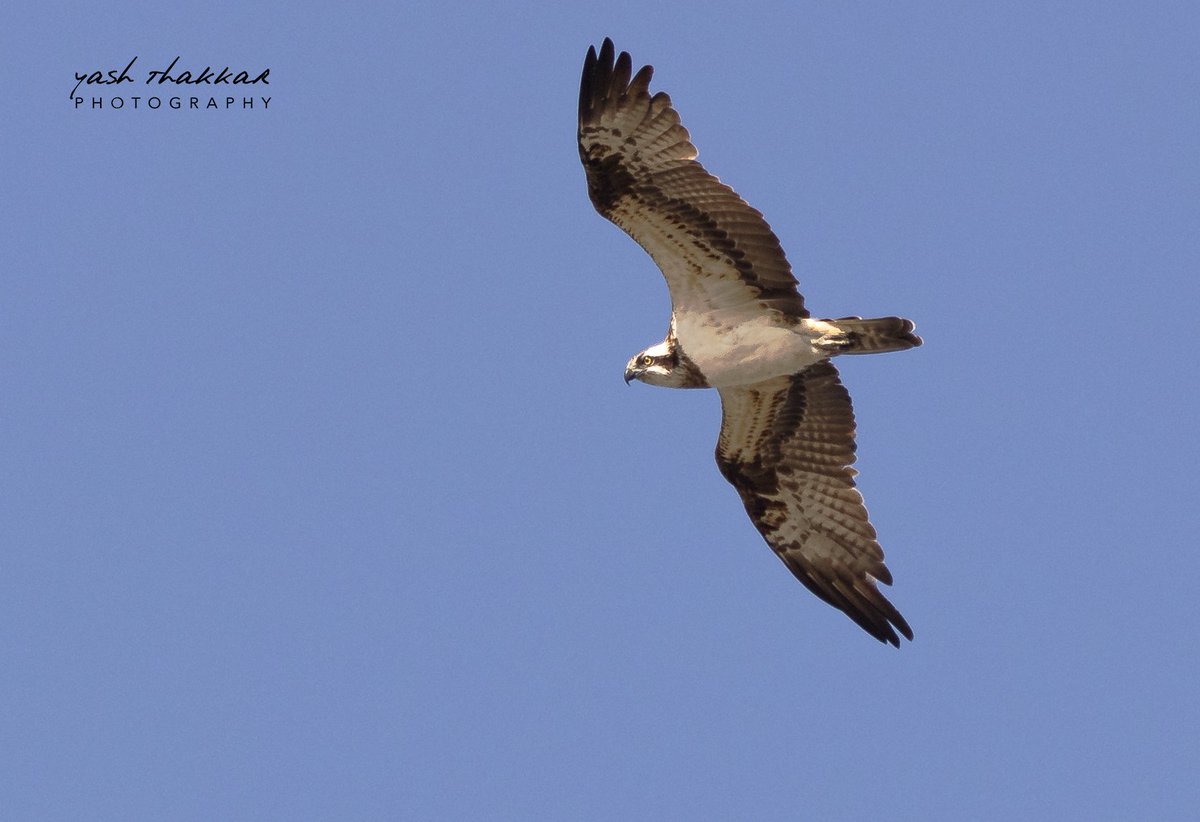 On the hunt.

Image © Yash Thakkar Photography LLP

#wildlife #wildlifeindia #birds #birdsofindia #birdphotography #birdofprey #shikra #wildlifephotography #canon #travel #nature #wild #photography #photographer