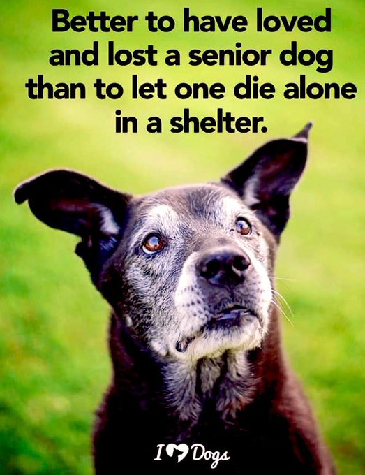 rosemary rannes (@babar2) on Twitter photo 