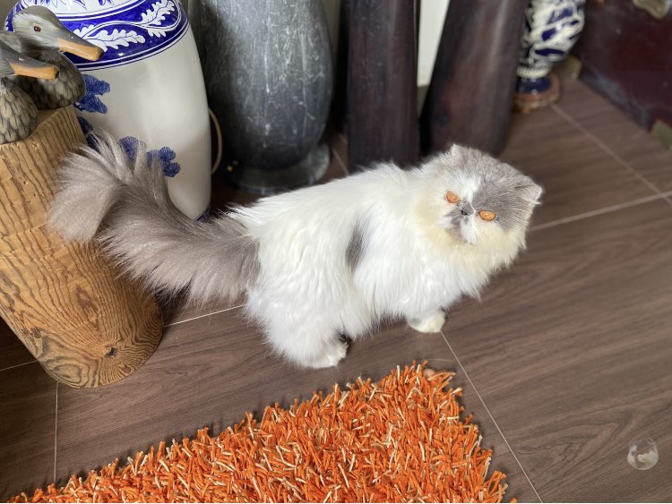 GrannieNTaddie's tweet photo. I c π¦ π¦ππ½ββοΈπ» #CatsOfTwitter #nonibble #GoodAfternoon #η« https://t.co/HE4ebQ8nUO