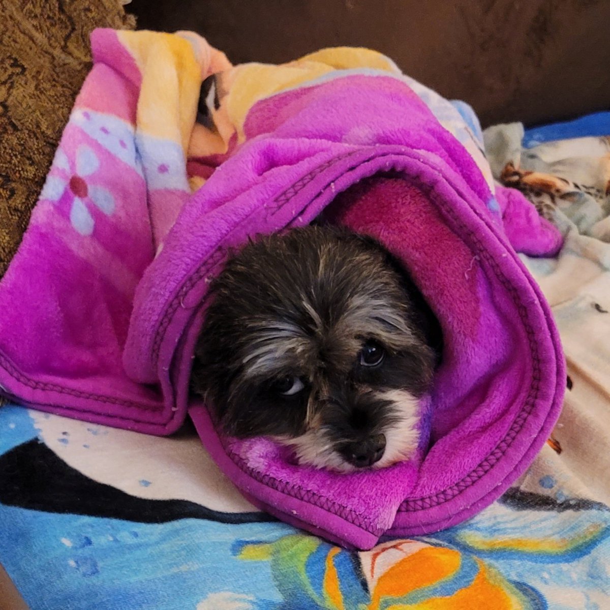 GruffFans's tweet image. After bath blankie wrap. My baby Stitchie. #cutedogsoftwitter #dogsoftwitter #schnauzahuahua #chauzer