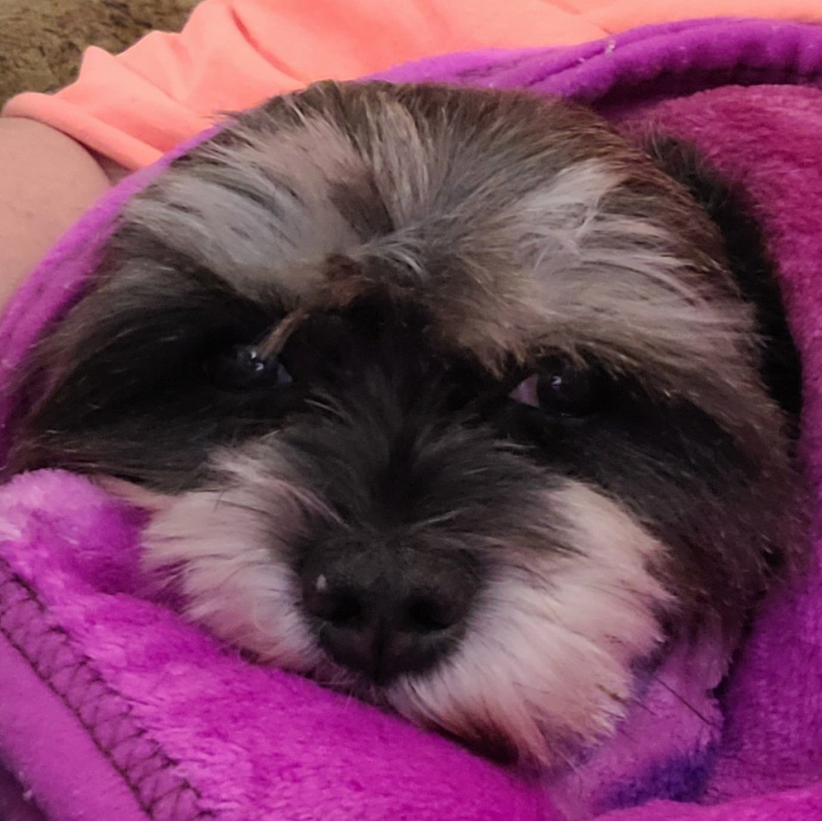 GruffFans's tweet image. After bath blankie wrap. My baby Stitchie. #cutedogsoftwitter #dogsoftwitter #schnauzahuahua #chauzer