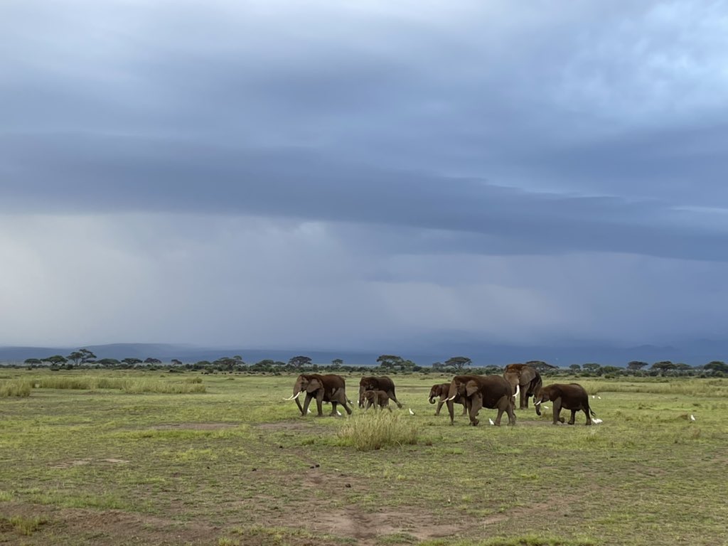 Good morning from Kenya! I thought #wxtwitter might want to see an elephant shelfie today. 🐘
*insert joke about blessing the rains down in Africa*
#stormhour