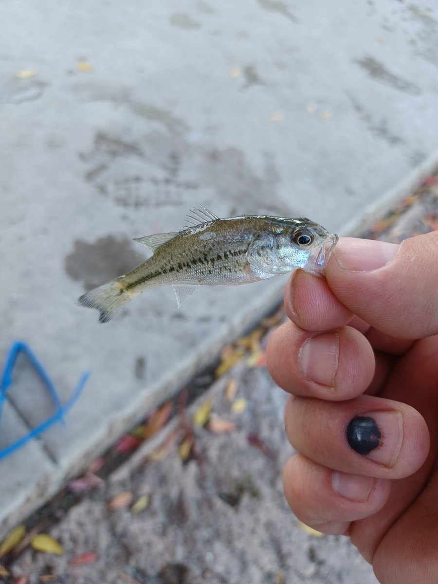 David Peltz-The Man Cave on Youtube tweet media