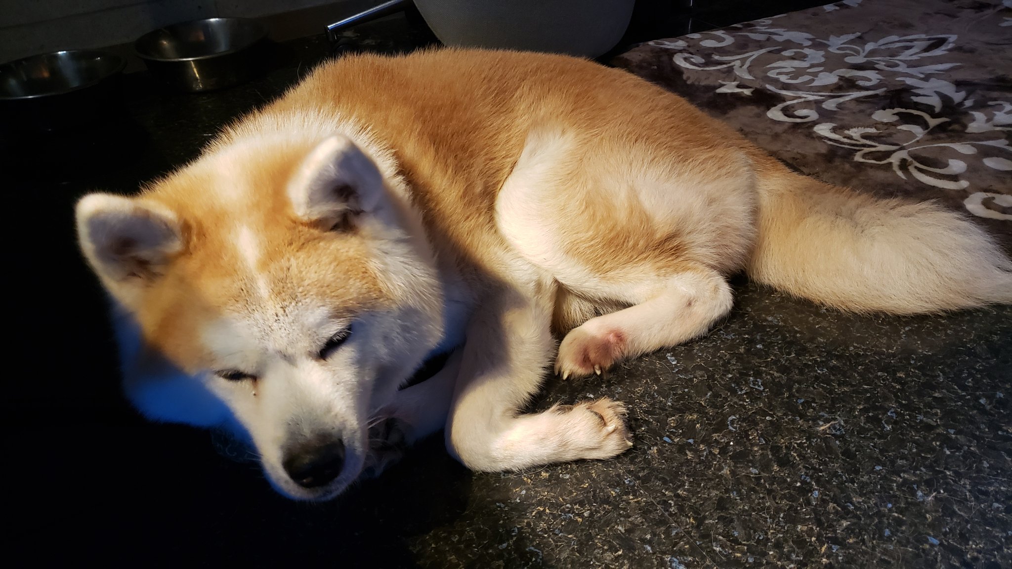 おさぴーℳ Sgaragyo ストーブ付けないとめちゃ寒がるんだけど 犬なのに ましてや秋田犬って寒い所の犬だよね ストーブから離れないんですけど 外で飼ったら寒がって死ぬぞこいつ 笑 T Co 5itn3nsqai Twitter