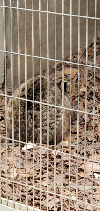 ツシマヤマネコは初めて見ました 