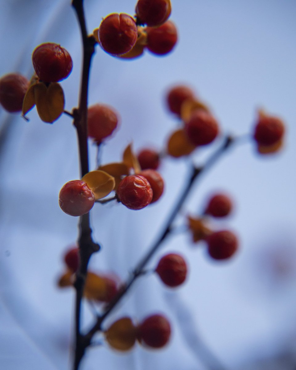 DevonForsyth4's tweet photo. @BraydenCreation Macro vs telephoto, which is your fav?🤔 #photography #naturelovers https://t.co/UeU3c12Hzl