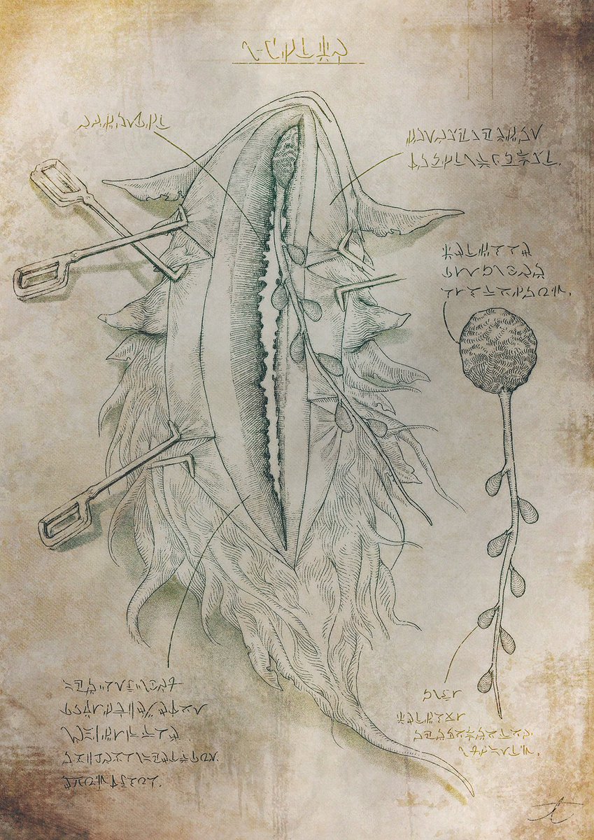 #一次創作絵師拡散フェス02
架空の生き物を調べたり捌いたり食べたり記録した絵を描きます 