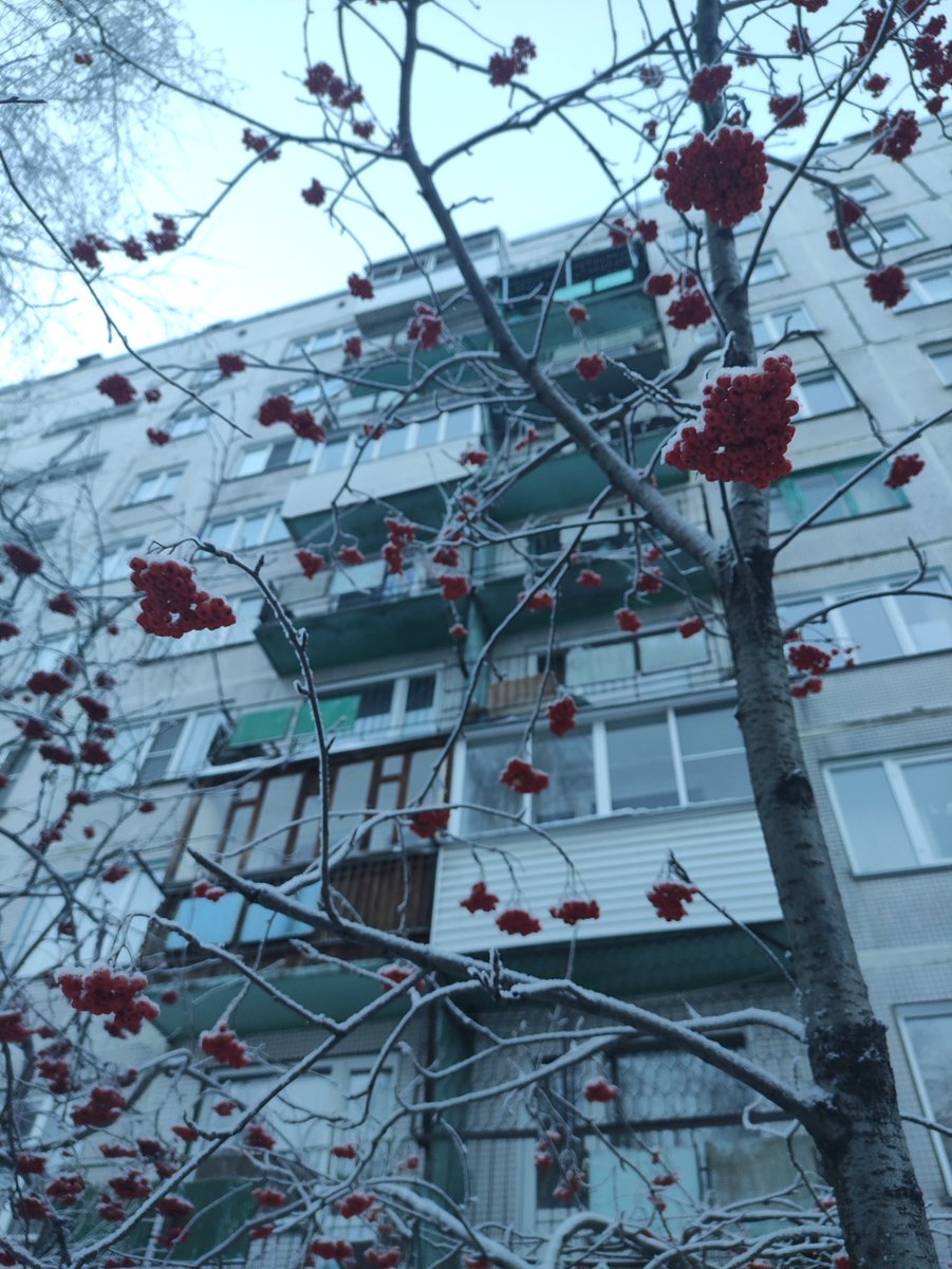 chiffrygaming's tweet image. Syberian winter.

#PocoX3 #winter #ice #snow #morning