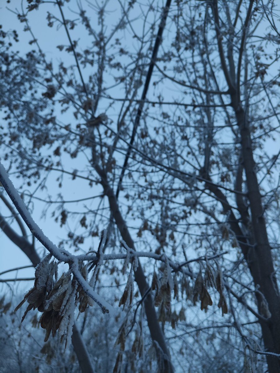 chiffrygaming's tweet image. Syberian winter.

#PocoX3 #winter #ice #snow #morning