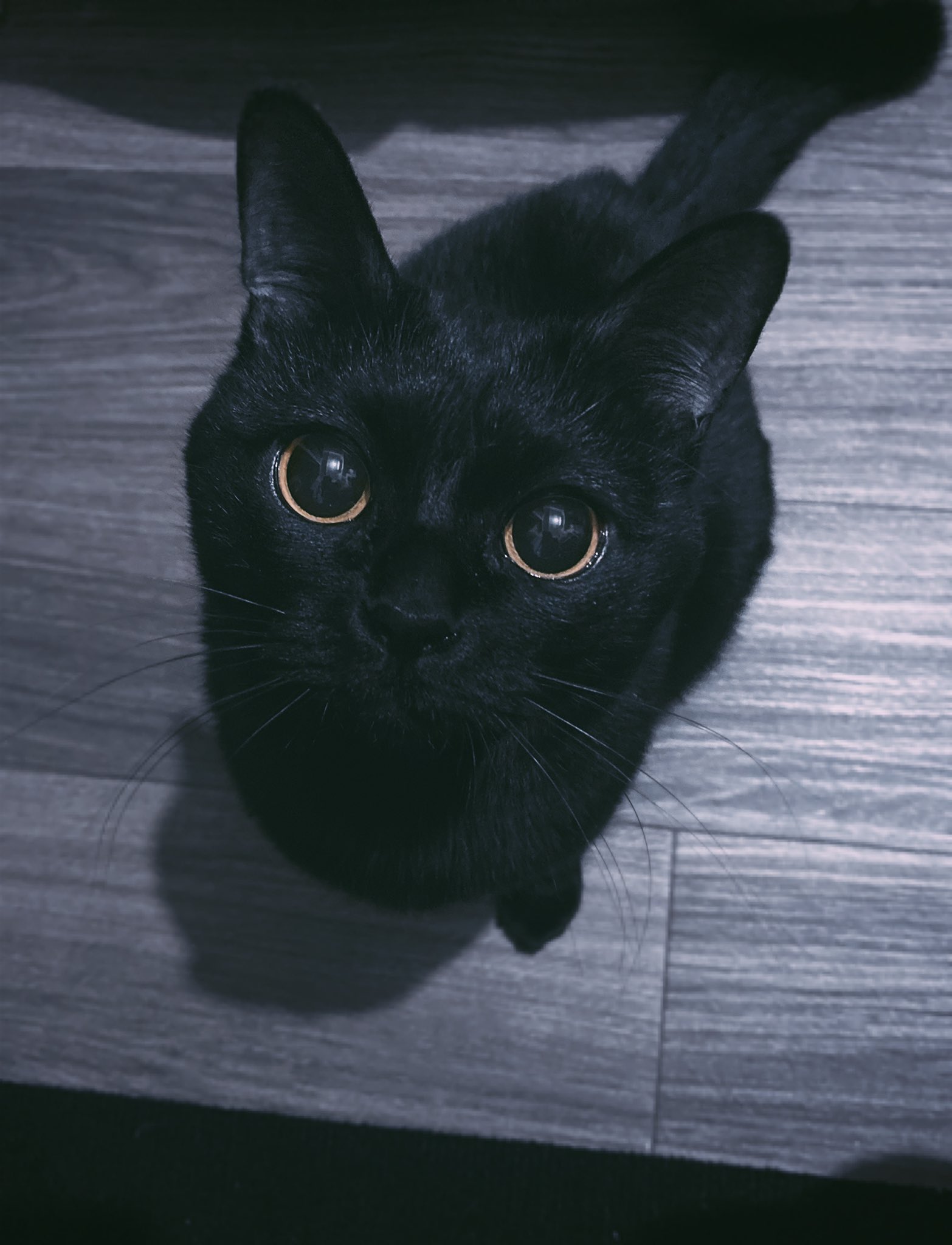 黒猫くくと三毛むぎ Nez 9090 Twitter