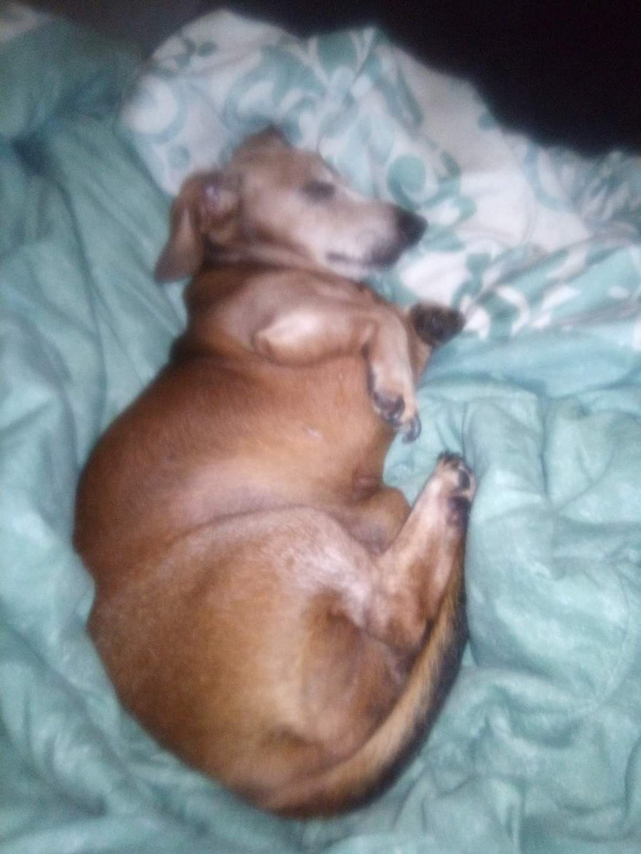 donia699's tweet photo. Miss u Duke's. 13 yrs I deserved to go off old age. Not hit and left on the side of the road like u meant nothing. My ❤️ still 💔 I miss and luv u sooooooo very much 💗💗 https://t.co/28zRPIgqsS