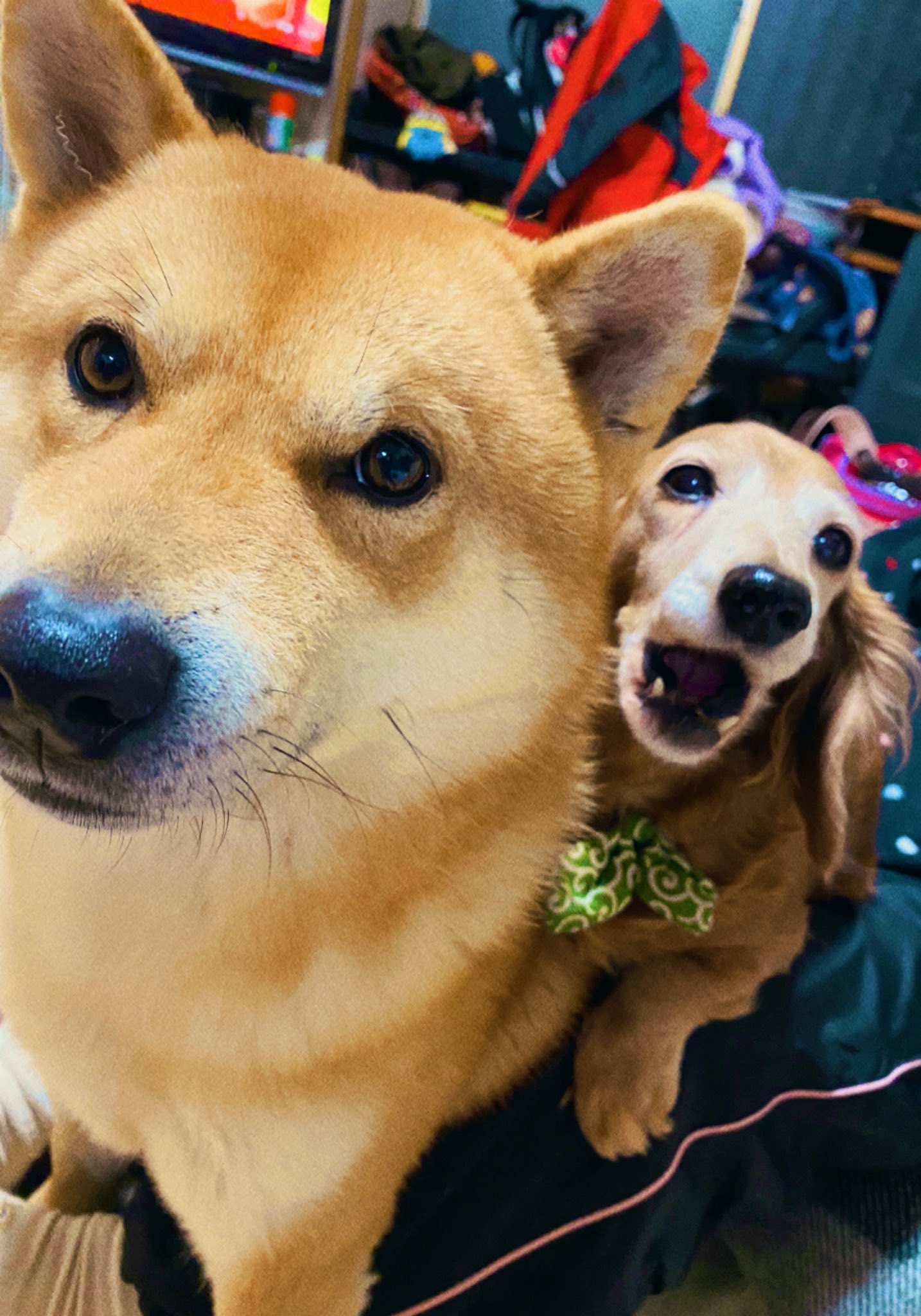柴犬 はっさく Shibahassaku Twitter