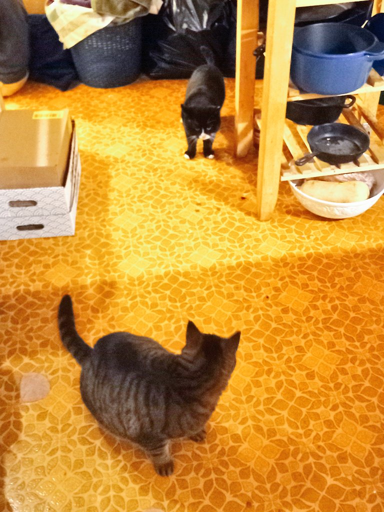 CuratorSys's tweet photo. so, @CmdrPuss invited a friend in. https://t.co/thmcSFEiEf