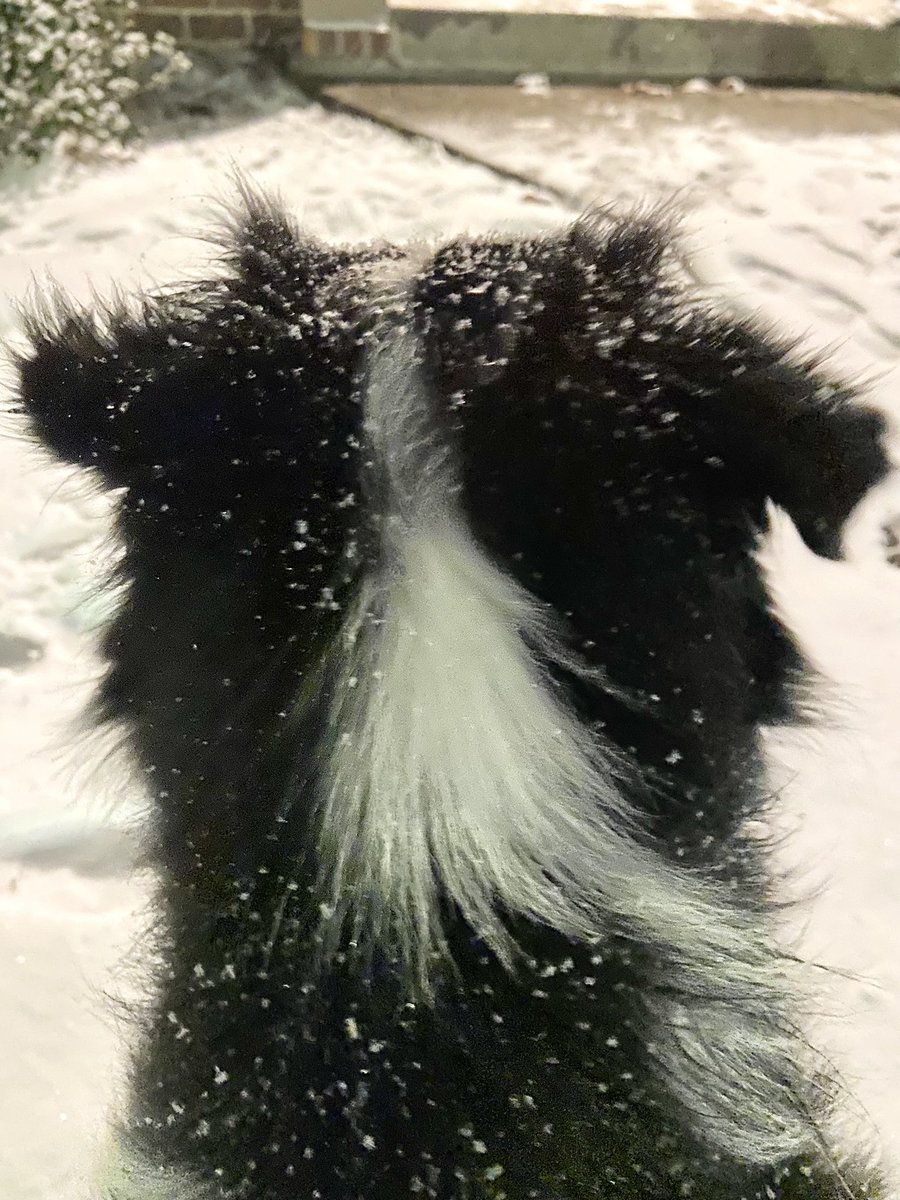 #pip #pipthepup #bordercollie #iykyk #mybff #myanimalbaby #myfurson #firstsnow