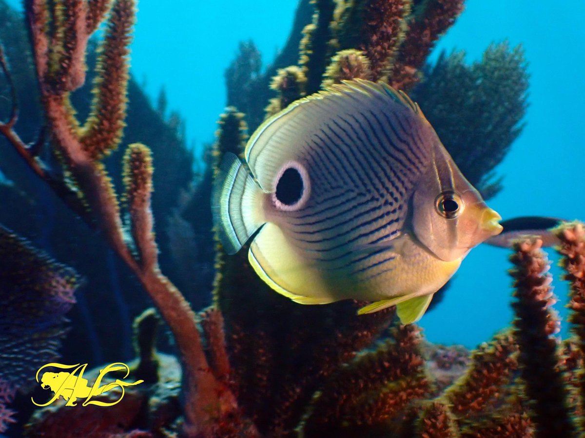 Happy Friday everyone !! 😍🌊🤿👀👀🦋🐠📸 #scubadiving #scuba #diving #scubadiver #underwaterphotography #underwater #life #ocean #carribean #fish #underwaterworld #pictureoftheday #shark #picoftheday #photography #underwaterlife #sea #cool #good #instagood #photooftheday #PADI