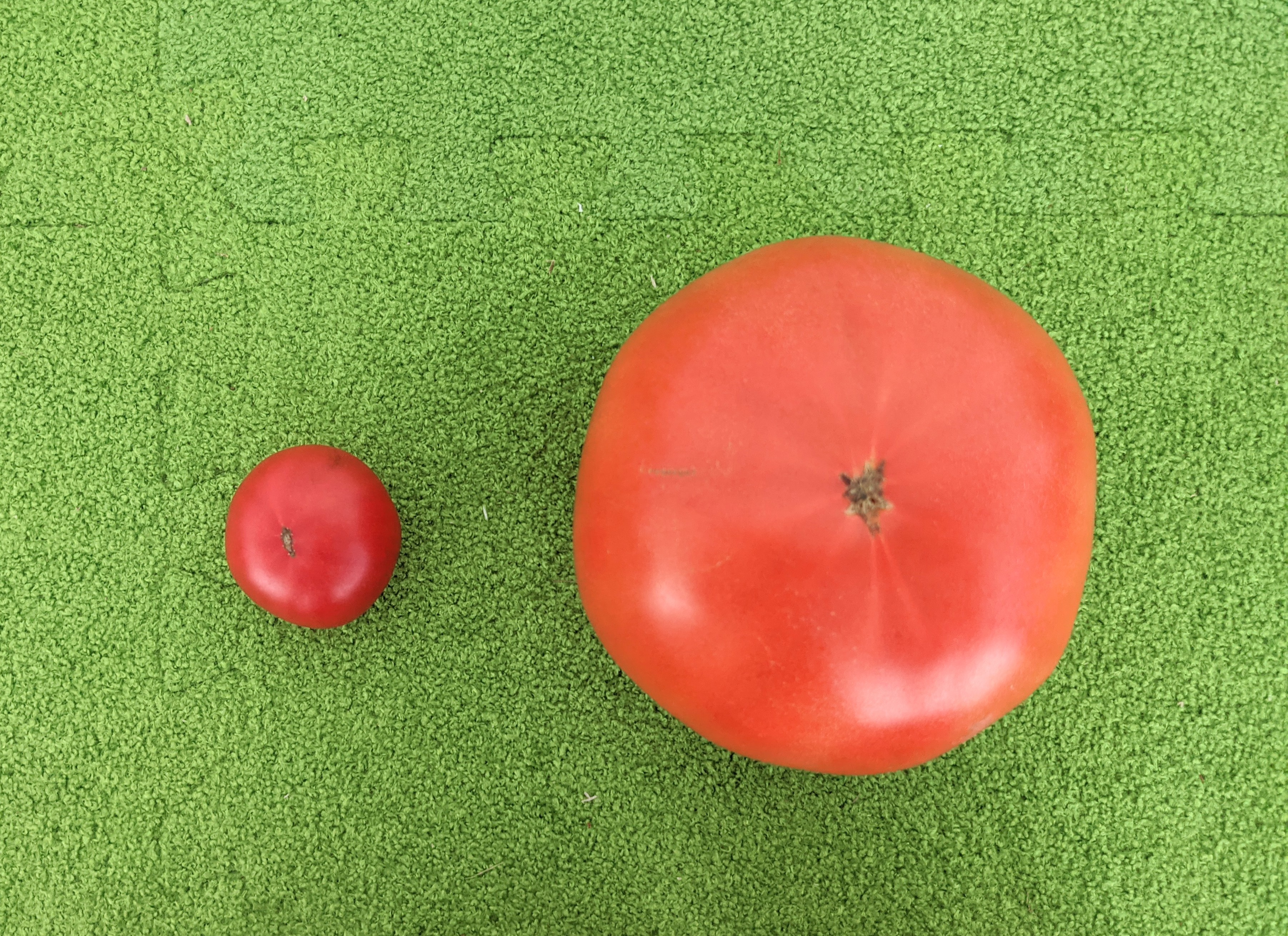 フルーツトマトの曽我農園 トマトは育て方が違うだけで別物になります 写真は同じ品種 左はフルーツトマト 右は一般的なトマトでたくさん収穫するかわりに薄利多売です 当農園は両方作っています T Co Ibgdszpn3d Twitter
