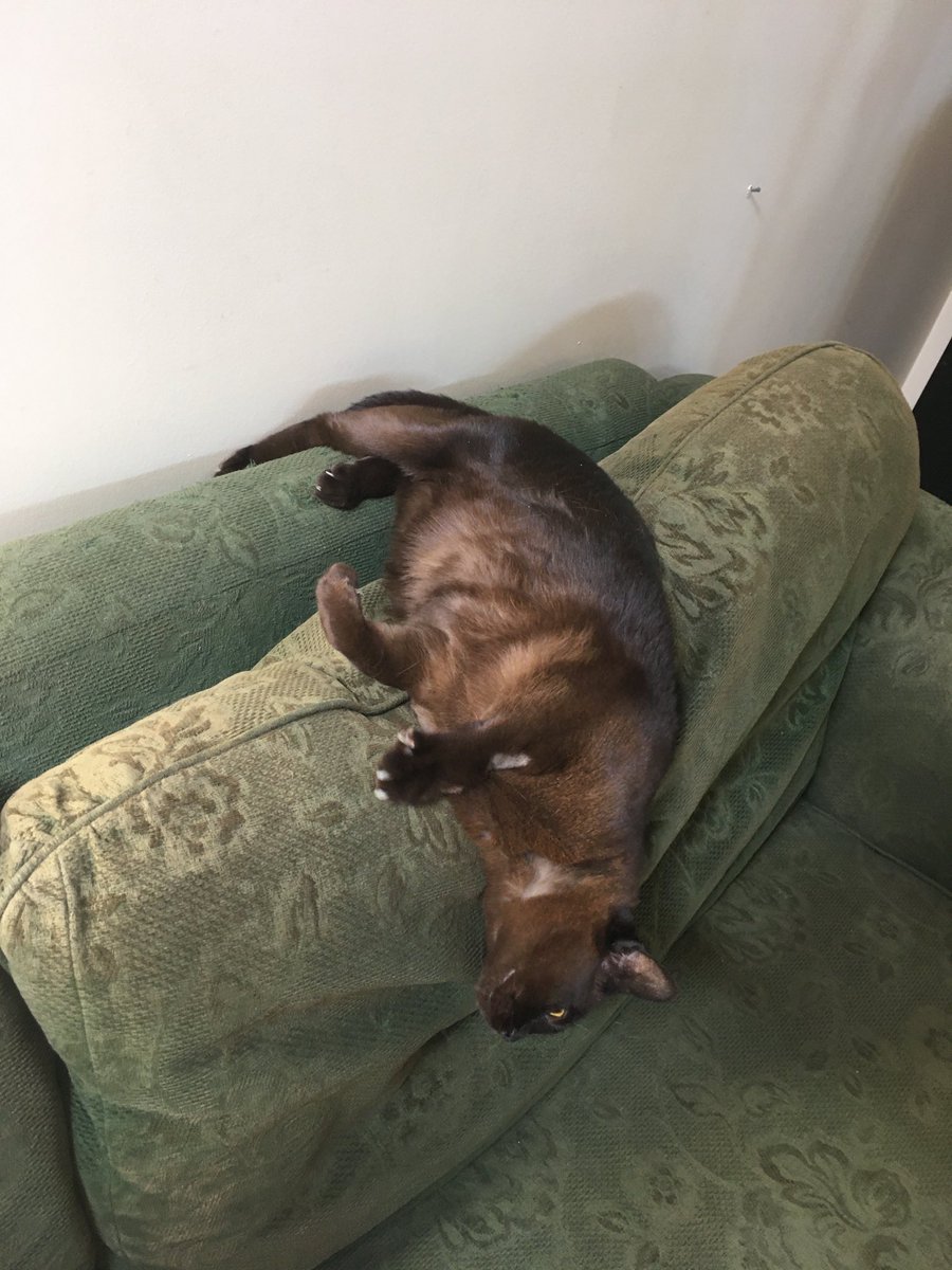 stephanietrigg's tweet image. Anchor your foot behind the couch and breathe out as you extend and twist. #catpilates