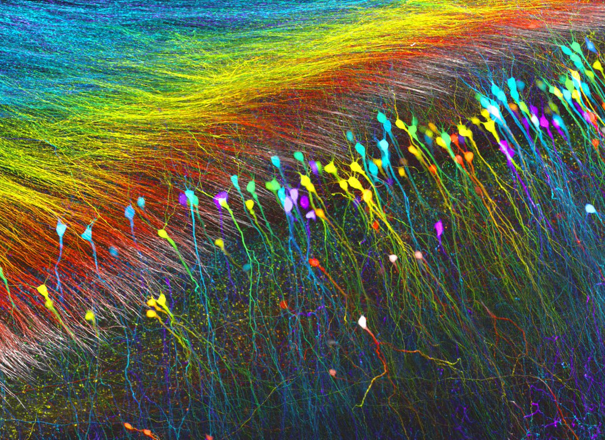 slava__bobrov's tweet photo. Neurons in the hippocampus are shown using the brainbow technique:
#neuroscience https://t.co/M85Xc4K7zd