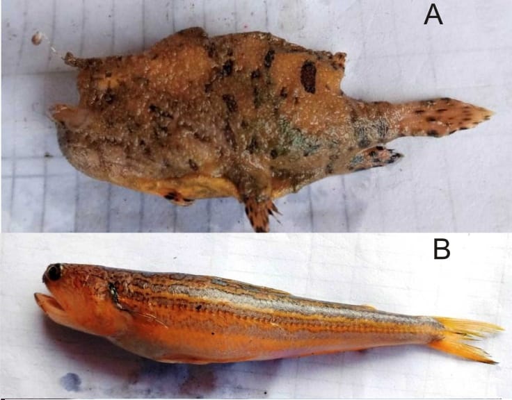 FisherySurveyOI's tweet photo. #FSI, Cochin: Few rare marine teleosts were caught during the survey conducted by MFV #MatsyaVarshini on 14.01.2022. During the #bottomtrawl #survey conducted in the area Latitude 09°00.7'N; 076°15.3'E at 47m depth,.. (2) https://t.co/QqyLODs1u2