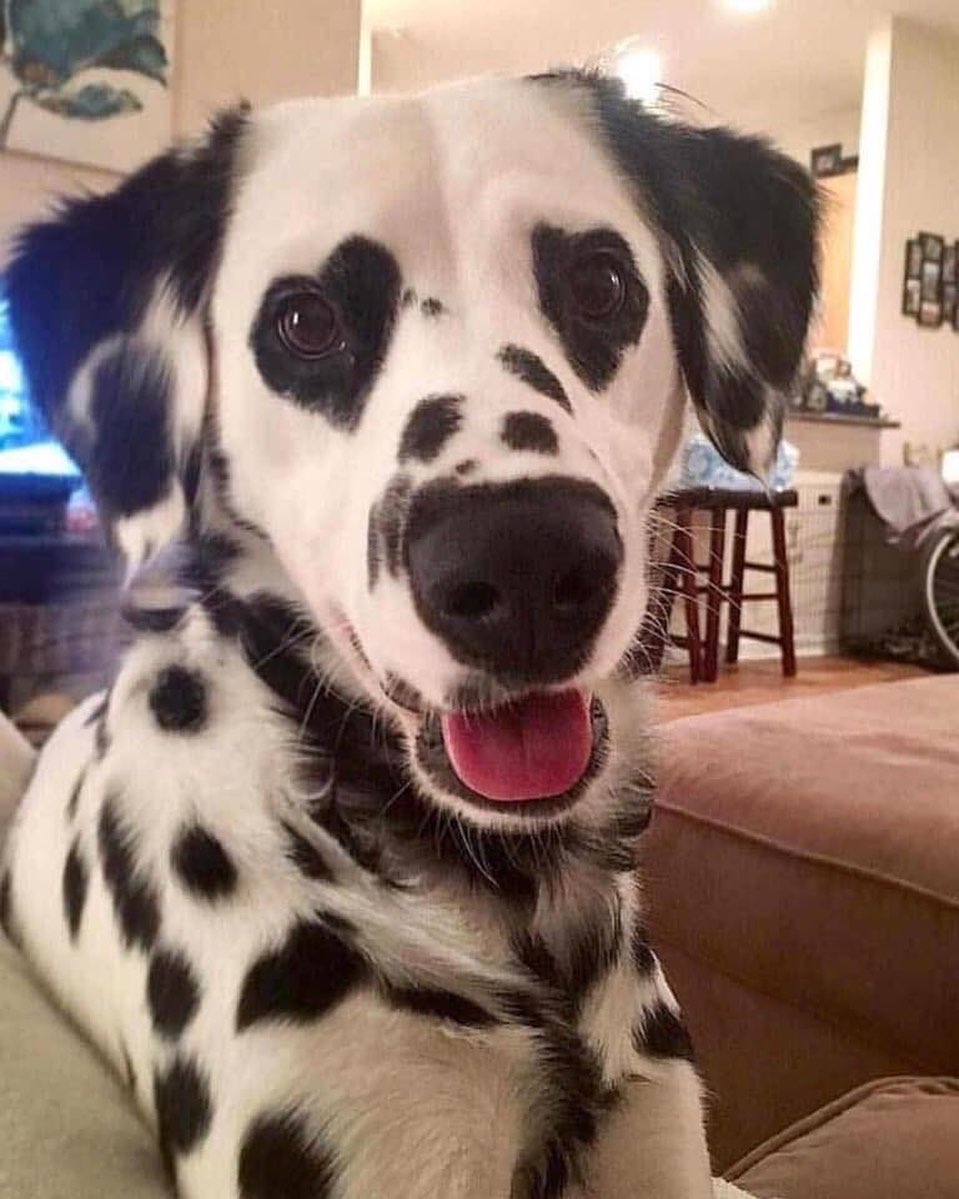 NecesitoUnPerro's tweet photo. Sus ojos de corazón me enamoraron!!! https://t.co/lvRSipd3Ja