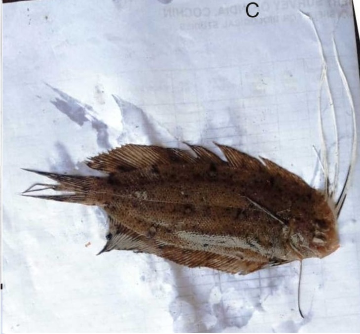 FisherySurveyOI's tweet photo. #FSI, Cochin: .. (2) several interesting #teleosts, including frogfish (Antennarius Sp.) (A), Snakefish (Trachinocephalus trachinus) (B) and Cockatoo righteye flounder (Samaris cristatus) (C) were caught from a depth of 60 m. https://t.co/v08QhIbJOG
