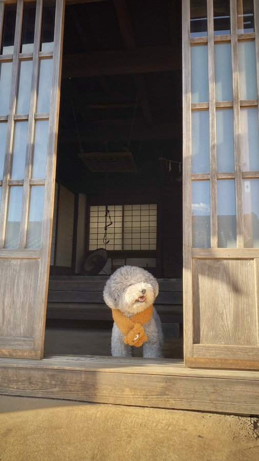 ぬいぐるみですよね 衝撃のかわいさ モフモフなトイプーの写真に 本物の犬かどうか2度見する人続出 ねとらぼ