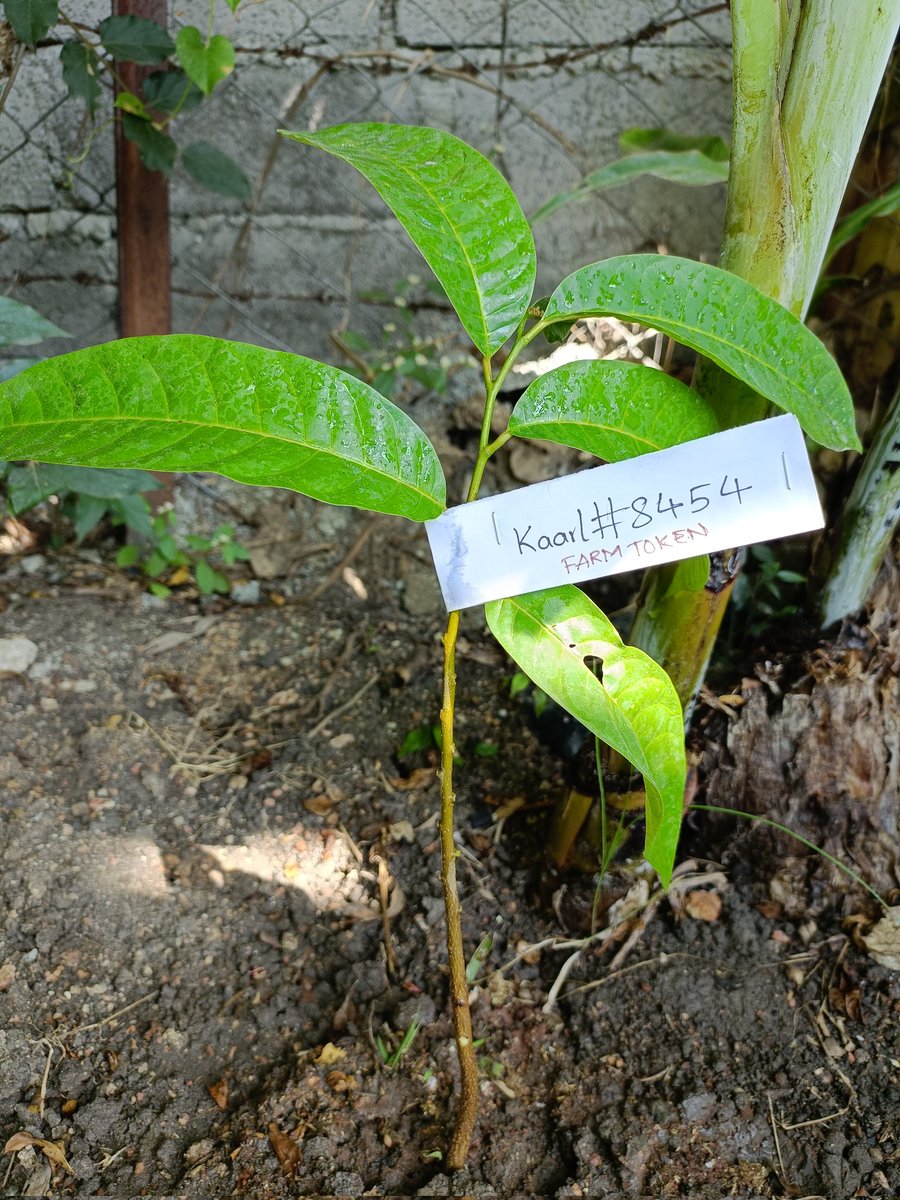 mirela_1957's tweet photo. @TheFarmToken #FARM $Farm @TheFarmToken
#vite #vitefleet 🌿 https://t.co/PPNCT1QFGN
Let's make this planet greener and healthier! https://t.co/HFegbNEBjk