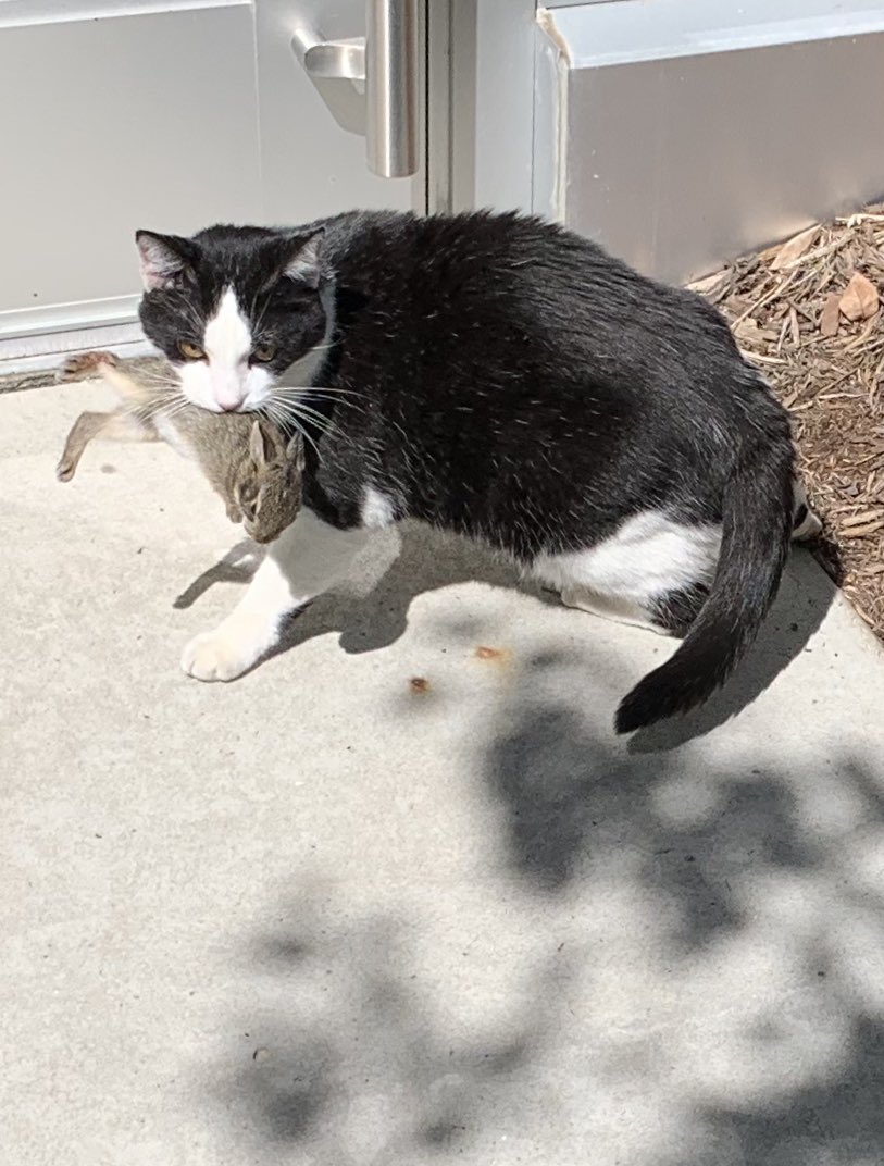 SimpsonCoIIege's tweet photo. @georgecampuscat Can confirm the rabbit story https://t.co/0FoVf3GVio