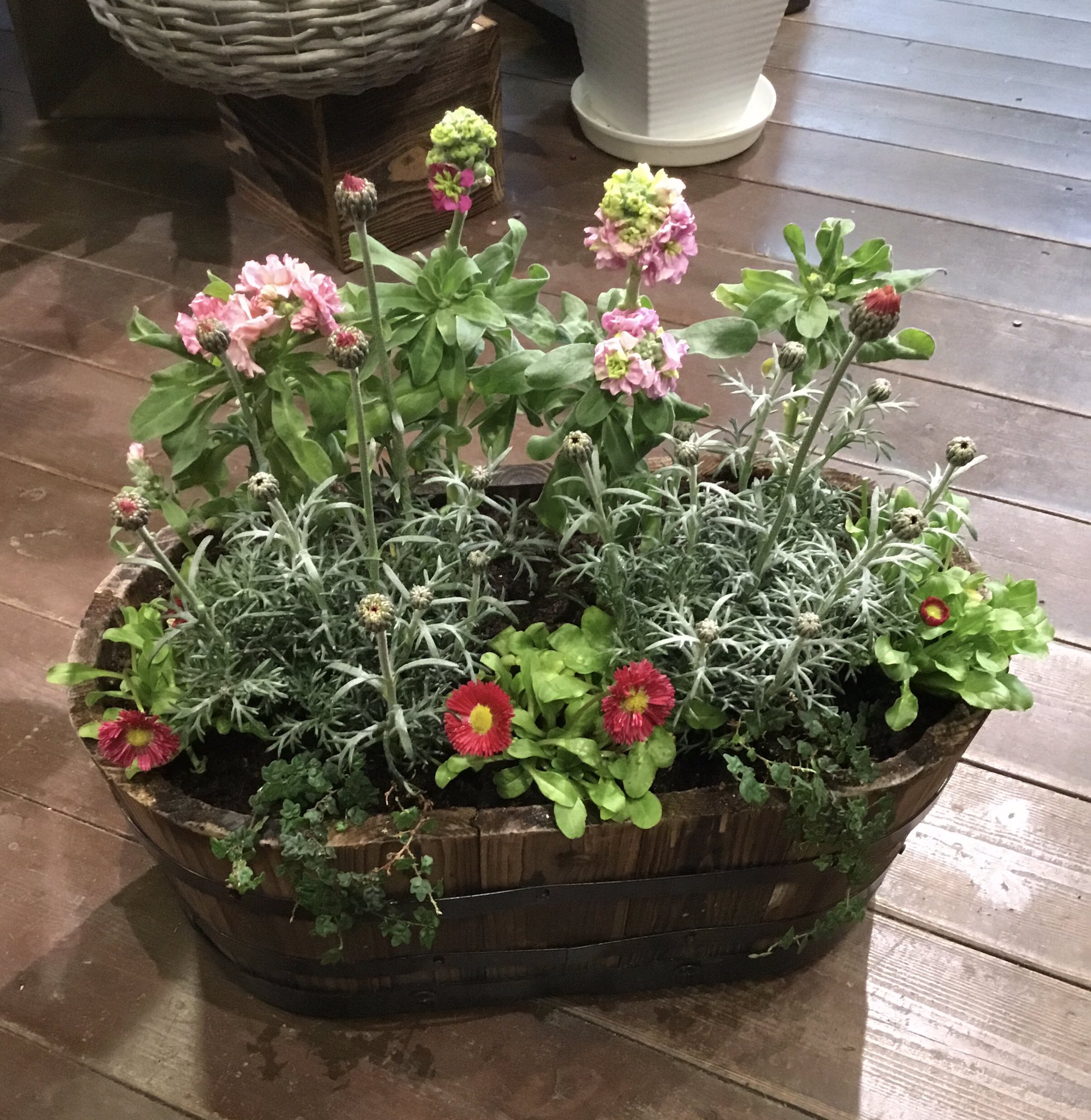 تويتر フラワーパーク花北店 على تويتر かわいくてオシャレな寄せ植えです いろいらなお花が集まるととてもかわいいです 寄せ植え かわいい オシャレ パンジー へーべ ローダンセマム ムーランフリル デージー ブルーデージー 宿根イベリス 花屋 野里 تويتر フラワーパーク花北店 على تويتر かわいくてオシャレな寄せ植えです いろいらなお花が集まるととてもかわいいです 寄せ植え かわいい オシャレ パンジー へーべ ローダンセマム ムーランフリル デージー ブルーデージー 宿根イベリス 花屋 野里