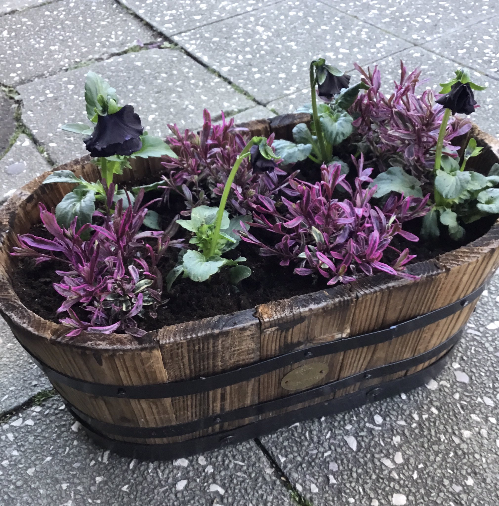 تويتر フラワーパーク花北店 على تويتر かわいくてオシャレな寄せ植えです いろいらなお花が集まるととてもかわいいです 寄せ植え かわいい オシャレ パンジー へーべ ローダンセマム ムーランフリル デージー ブルーデージー 宿根イベリス 花屋 野里