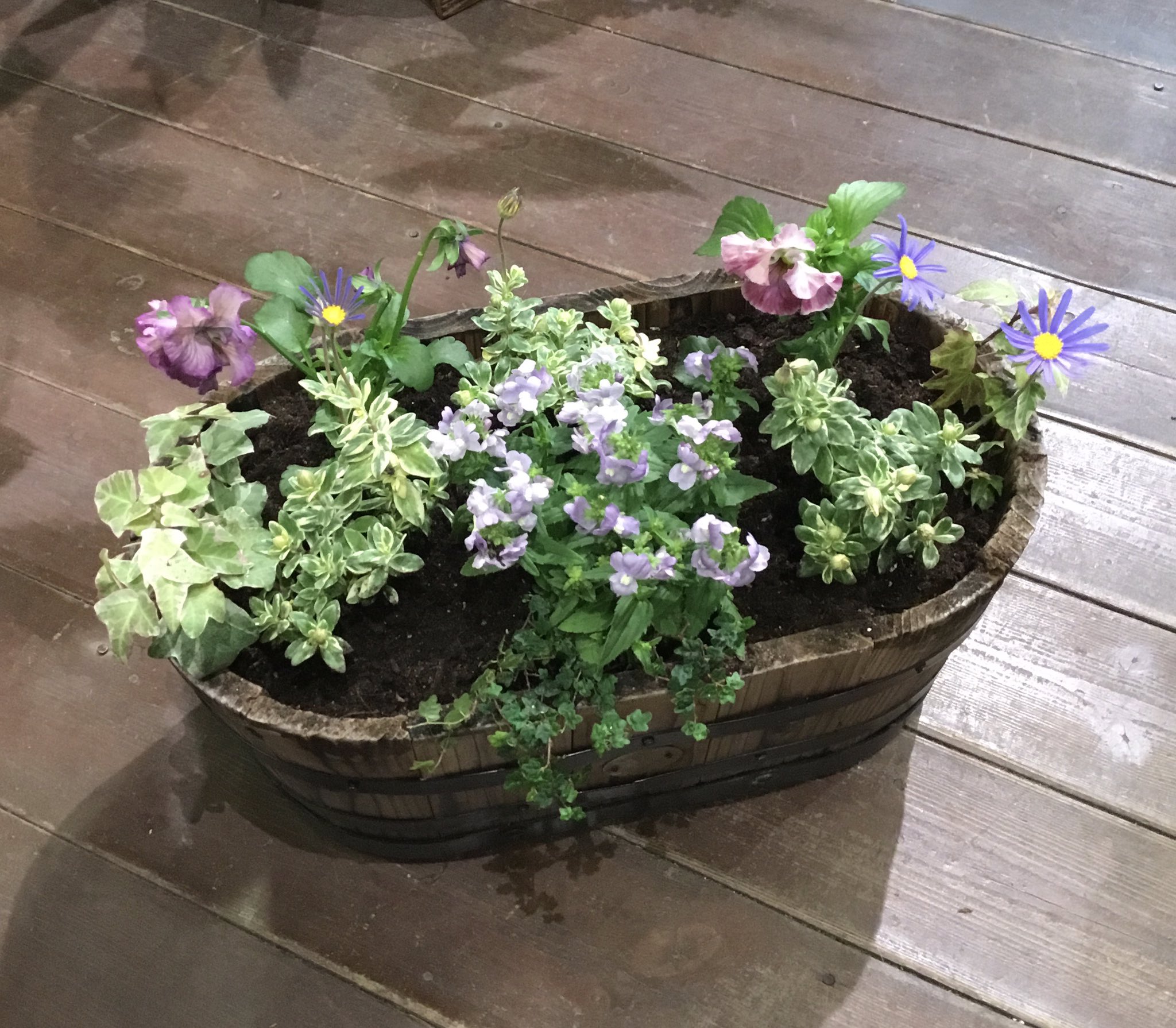 تويتر フラワーパーク花北店 على تويتر かわいくてオシャレな寄せ植えです いろいらなお花が集まるととてもかわいいです 寄せ植え かわいい オシャレ パンジー へーべ ローダンセマム ムーランフリル デージー ブルーデージー 宿根イベリス 花屋 野里