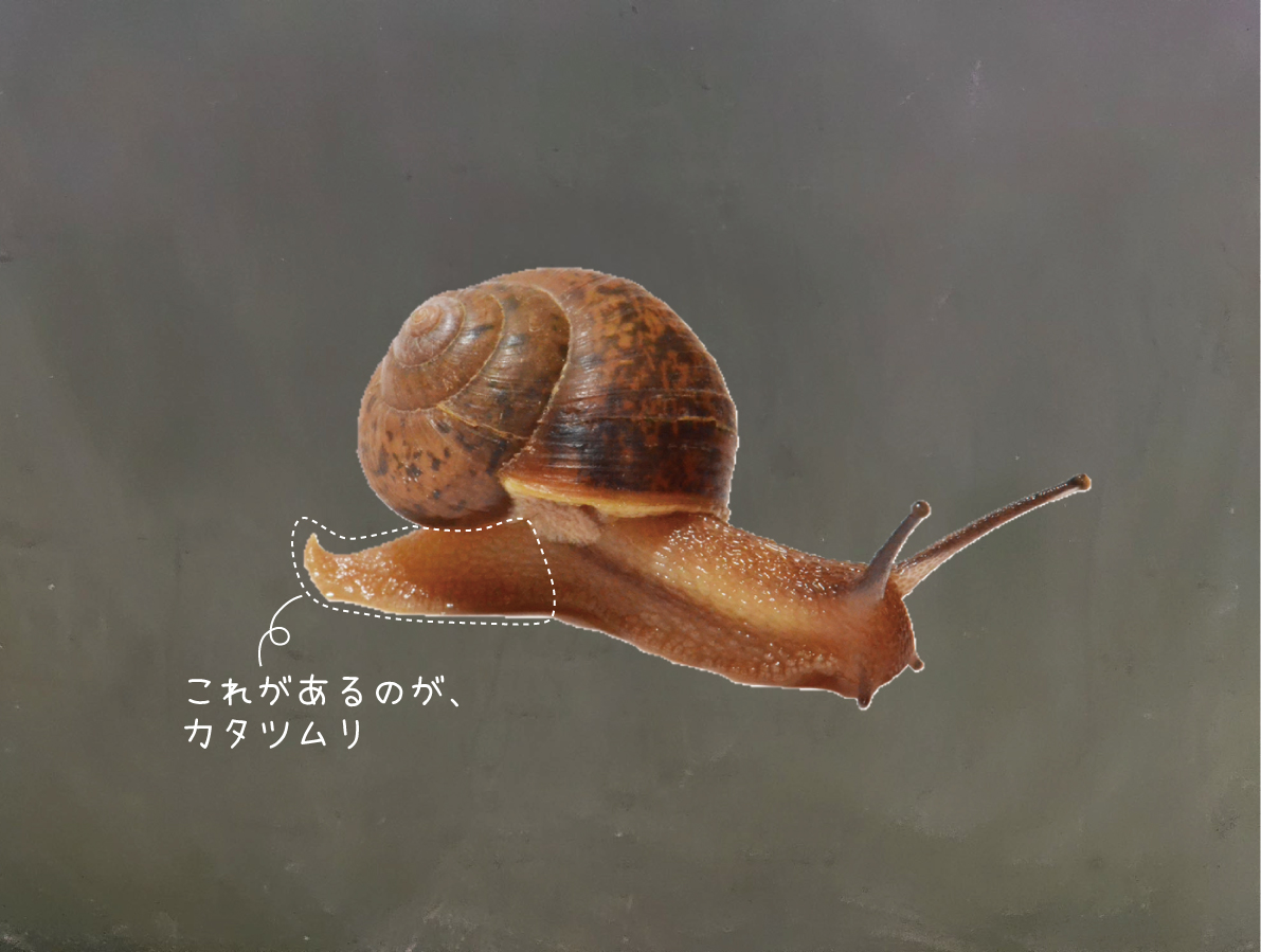 豊田ホタルの里ミュージアム では 結局何が違うのでしょう 殻の有無や作り方などは別として体の構造で言えば 個人的に思う カタツムリとナメクジの違いは 写真で示す部分があるのがカタツムリで 無いのがナメクジ T Co Ukxvf6rxo8 Twitter