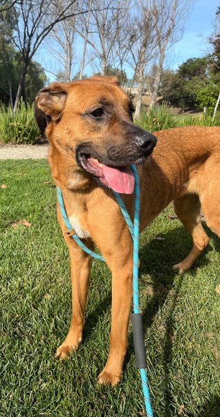 AdoptCCAnimals's tweet image. #Dog #Charlie_CCSTCA_1G Great on leash and loves to go for walks🐾 getpet.info/Charlie_CCSTCA…
