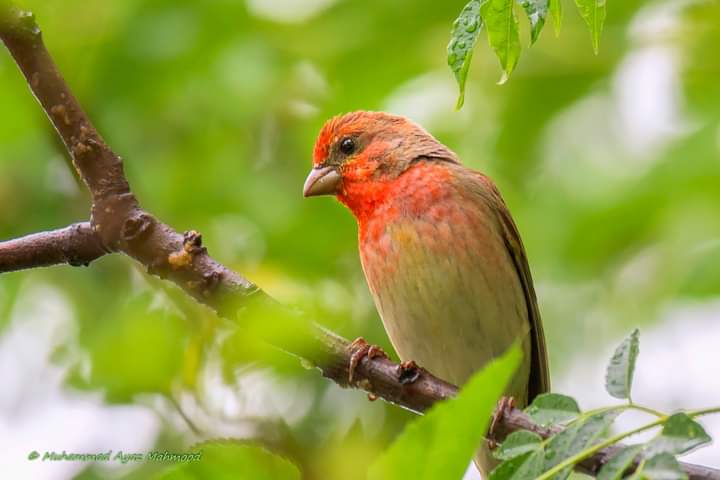 MuhammadAyazM14's tweet photo. Common Rosefinch (Carpodacus erythrinus),
Islamabad,
PAKISTAN.
@OrnithoPakistan ,@birdsoftheworld ,#rosefinch,#birdsofislamabad,#birdsofpakistan,#birdsofasia,#birds https://t.co/u4PnfYeLat