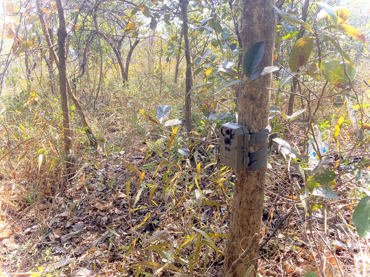 VanamEcologics's tweet photo. We’ve started installation of camera traps at one of our sites, to understand:
Mammal species presence data with evidence, Number of individuals, How the area being used, Population status

Data will be used to design conservation plan along with protection measures for habitats. https://t.co/vlm1TR5ukY