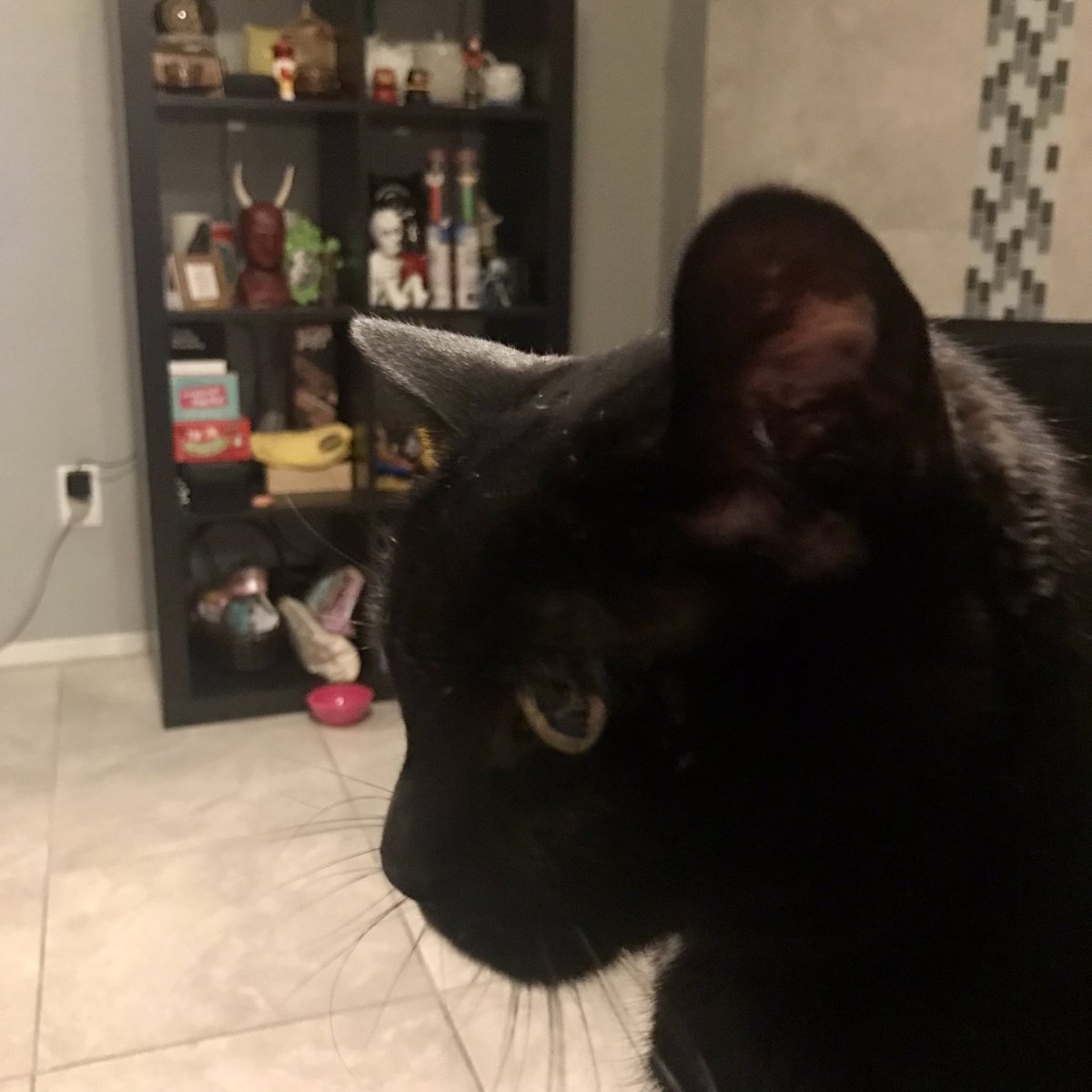 owlphabet's tweet photo. Miss Little says,”Hi.” #kitty #catTweets #cats #meowmeow #missLittle #WTFemmy https://t.co/4C8RigZ6nc