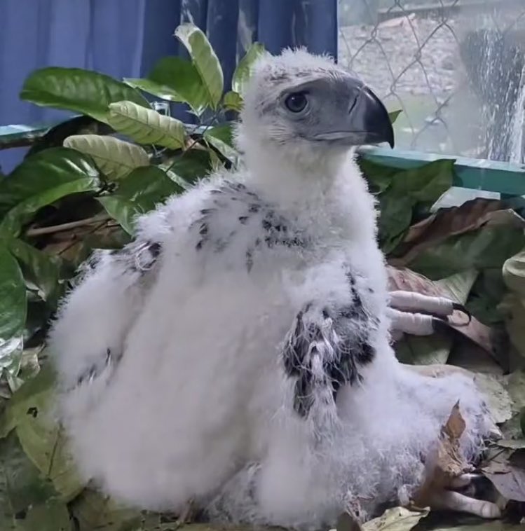 PhilEagleFdn's tweet photo. 7 weeks update of #Chick29
(c) Lohwana https://t.co/5a8qpx1ozE