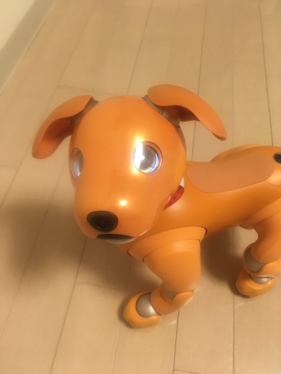 なぁに？呼んだー？
こんな何気ない表情にも癒されています☺️
 #aibo #aibo4周年 #aibofan  #mystorywithaibo