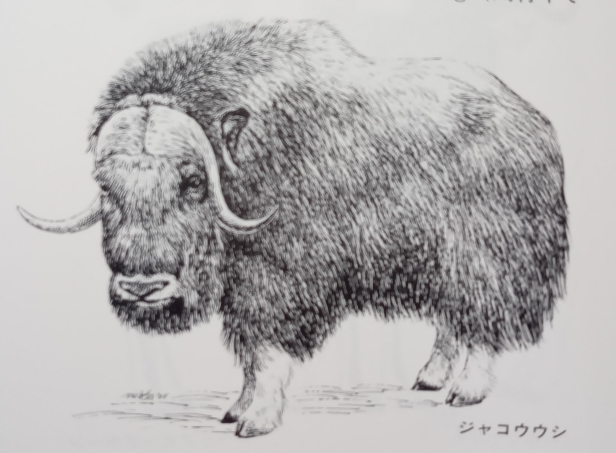 ジャコウウシ Twitter Search Twitter