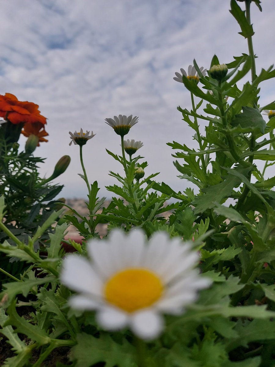 abusami75's tweet image. صباحكم سعيد ان شاءالله