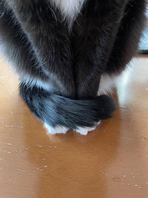 前足に尻尾を巻きつけがち 