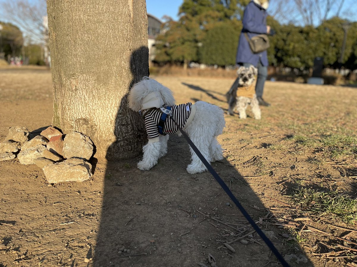 KaoruTanimoto's tweet photo. 頭隠して尻隠さず🐶 https://t.co/cBQcYX7PRZ