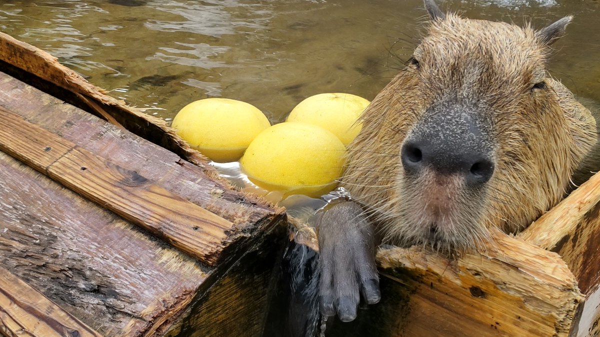 WithCapy_days's tweet image. まったり。

#カピバラ
#Capybara
#那須どうぶつ王国